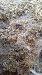 Crematogaster scutellaris