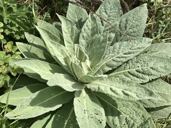 Verbascum thapsus