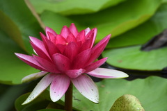 Nymphaea