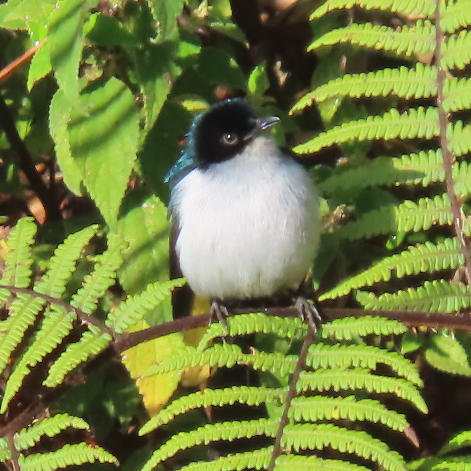 Fan-tailed Berrypecker (Melanocharis versteri), photo 5