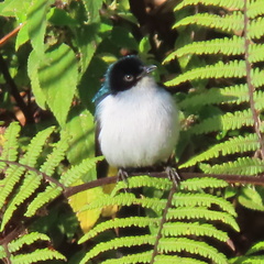Fan-Tailed Berrypecker photo 2