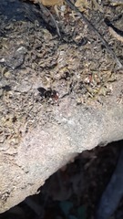Crematogaster scutellaris