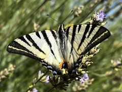Iphiclides podalirius
