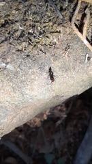 Crematogaster scutellaris