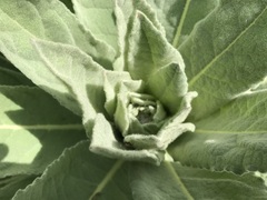 Verbascum thapsus