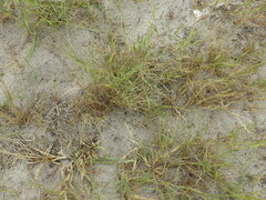Eragrostis albensis