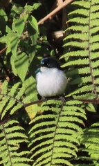 Fan-Tailed Berrypecker photo 5