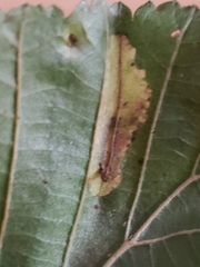 Phyllonorycter
