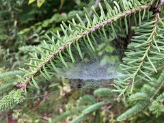 Frontinella pyramitela