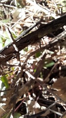 Crematogaster scutellaris