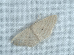 Scopula despoliata