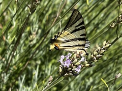 Iphiclides podalirius