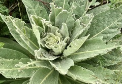 Verbascum thapsus