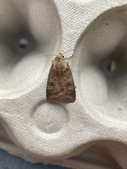 Diarsia rubi