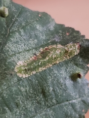 Phyllonorycter