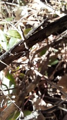 Crematogaster scutellaris