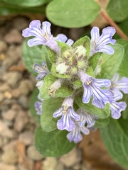 Ajuga