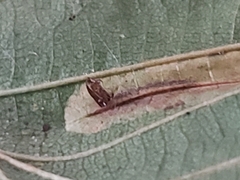 Phyllonorycter