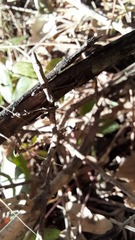 Crematogaster scutellaris