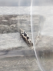 Ypsolopha sequella