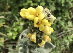 Verbascum thapsus