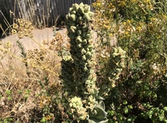 Verbascum thapsus