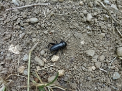 Gryllus campestris