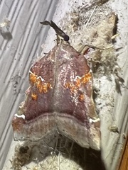 Clydonopteron sacculana