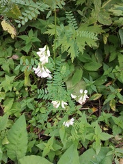 Vicia sylvatica