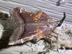 Clydonopteron sacculana