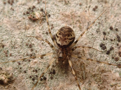 Drapetisca socialis