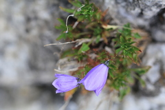 Campanula cochleariifolia