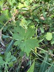 Trollius laxus