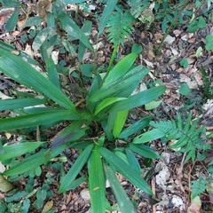Setaria palmifolia
