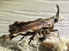 Clydonopteron sacculana