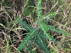 Sophora fraseri