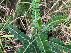 Sophora fraseri