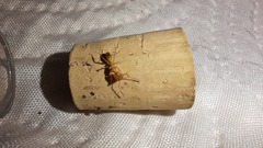 Anochetus ghilianii