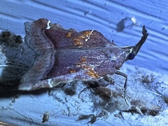 Clydonopteron sacculana