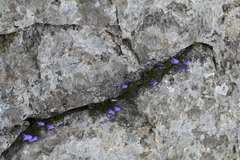 Campanula cochleariifolia