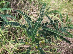 Sophora fraseri