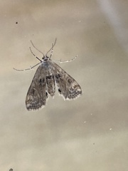 Cataclysta lemnata