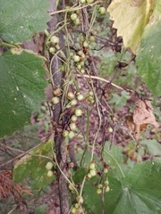 Cuscuta lupuliformis