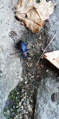 Carabus intricatus