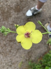 Angiospermae