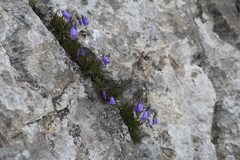 Campanula cochleariifolia