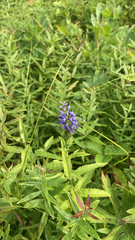 Veronica longifolia