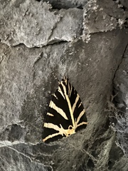 Euplagia quadripunctaria