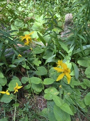 Arnica cordifolia