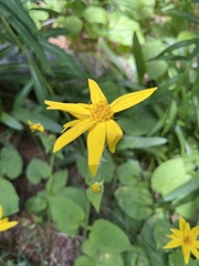 Arnica cordifolia